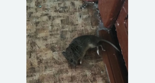 Дезинфекция от мышей в Лениногорске