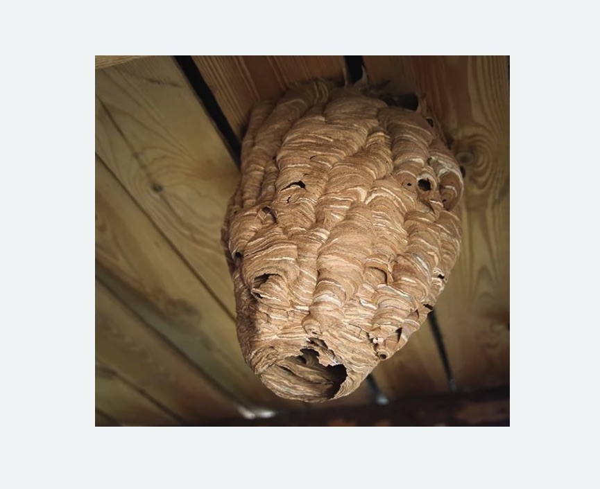 обработка от шершней в Лениногорске