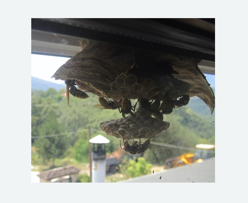 Уничтожение гнёзд шершней в Лениногорске