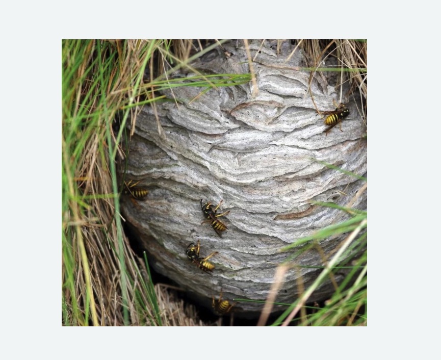 Уничтожение ос и ульев в Лениногорске